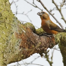 Birding Discovery Day - Forest And River Birds 2026