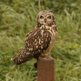 Birding Discovery Day - Estuary Waders & Raptors 2025/26