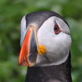 An Evening with Puffins and Friends 2026