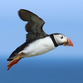 A Morning with Puffins and Friends 2026