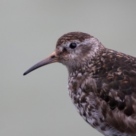 Birding Discovery Day - Filey & Scarborough Winter Warmers 2026