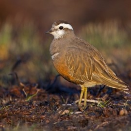 2026 Moorland Birds Photography Experience