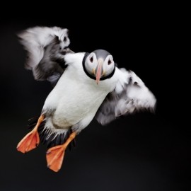 2026 Seabird Photography Experience