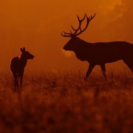 2025 Deer Rut Photography Experience