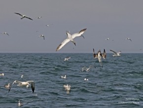 Seabird and Whale Trips off to a Flyer