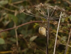 Birding The Cleveland Way – Sandsend to Staithes