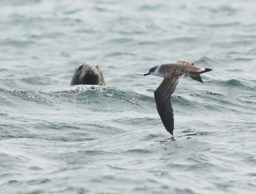 Ten Years at Sea. Seabird and Whale Trips 2024