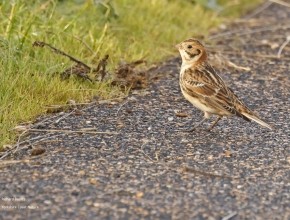 Waders & Raptors - Estuary Birding Days 29th & 30th November 2024