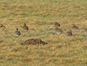 YCN Grant Helps Golden Plover Research in Yorkshire