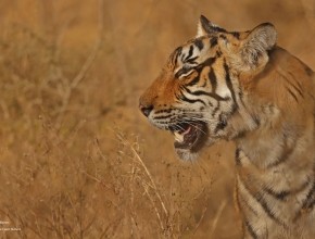 Big Cats and Birding in Jaipur and Ranthambore December 2024