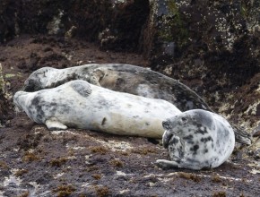 Birding The Cleveland Way – Robin Hoods Bay to Long Nab