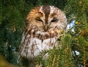 In Search of Tawny Owls