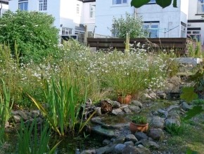 British Wildlife Magazine Review 'The Rarity Garden'