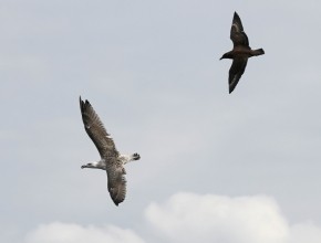 YCN Wildlife & Birding Trips - September 2025