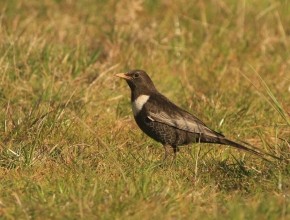 Check your Blackbirds!