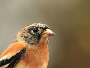 Spurn Migration Magic!