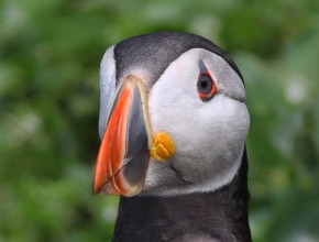 My Favourite Yorkshire Birding Day 2025 - Mark Pearson