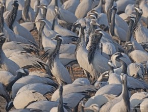 Spectacular Demoiselle Cranes in Rajasthan