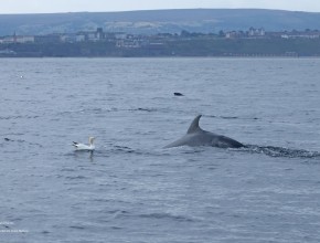 Seabird & Whale Boat Trips Mid - End of August 2026