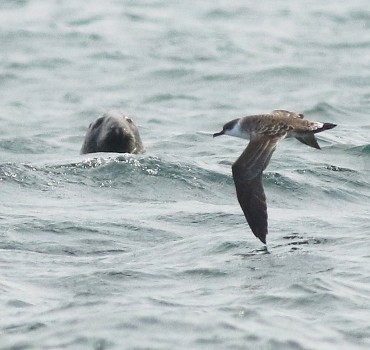 Ten Years at Sea. Seabird and Whale Trips 2024