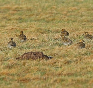 YCN Grant Helps Golden Plover Research in Yorkshire