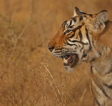 Big Cats and Birding in Jaipur and Ranthambore December 2024