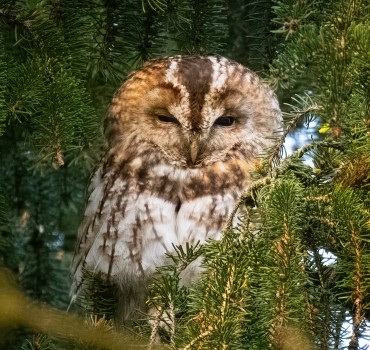 In Search of Tawny Owls