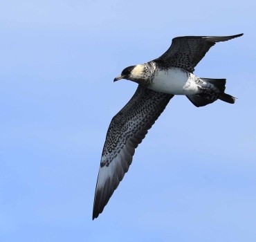 Ten Years of Seabird & Whale Trips in Yorkshire 
