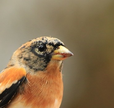 Spurn Migration Magic!