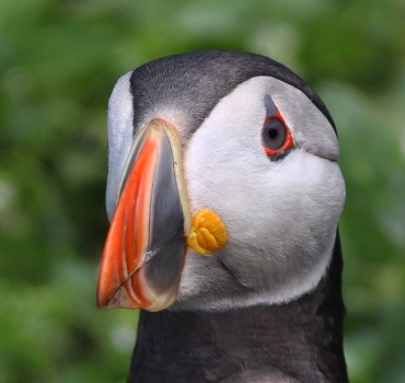 My Favourite Yorkshire Birding Day 2025 - Mark Pearson