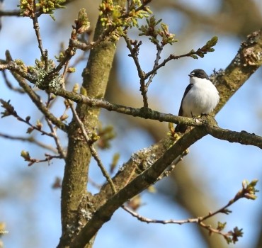 My Favourite Yorkshire Birding Day 2025 - Richard Baines