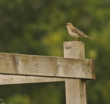My Favourite Yorkshire Birding Day 2025 - Margaret Boyd