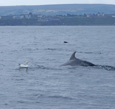 Seabird & Whale Boat Trips Mid - End of August 2026