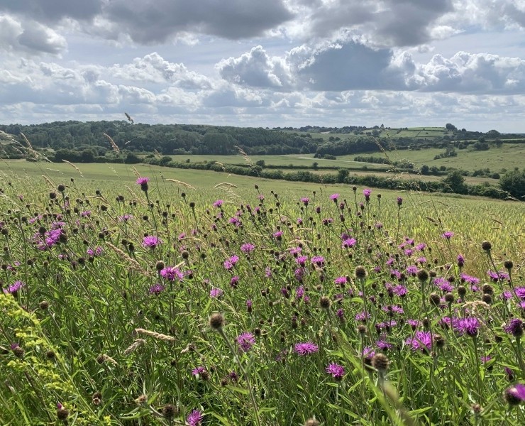 Wild Flower  Walks: Flowers & Wildlife On A Lowland Farm