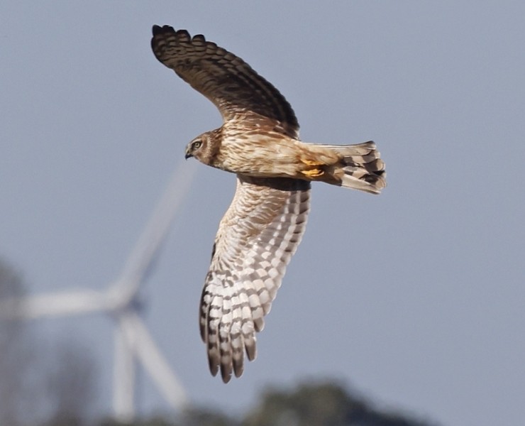 Birding Discovery Day - Estuary Waders & Raptors