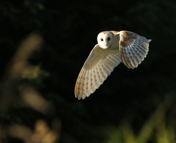 Birding Discovery Day - Winter Wetlands