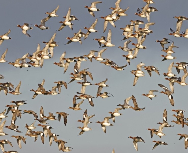 Birding Discovery Day - Winter Wetlands