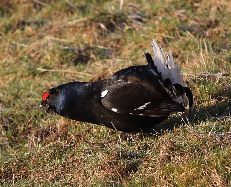 Black Grouse Birding Safari - Spring 2025