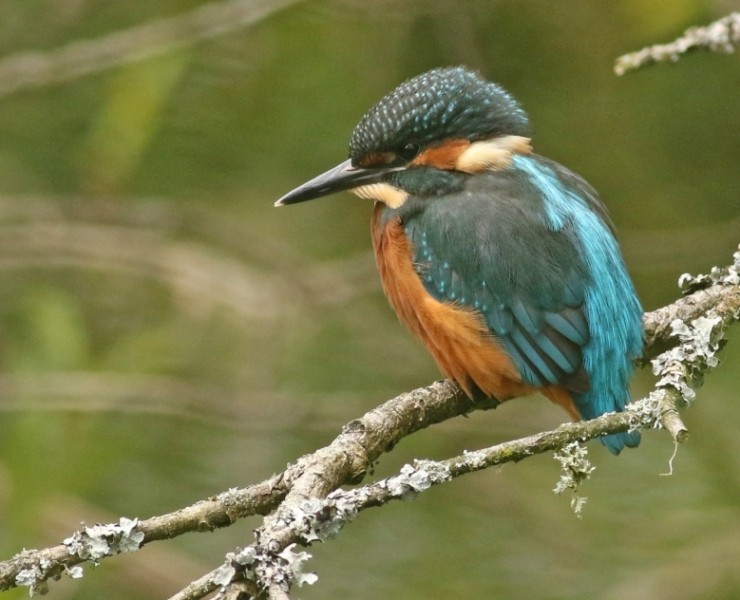 Birding Discovery Day - Wetland And Woodland - Tophill Low Nature Reserve