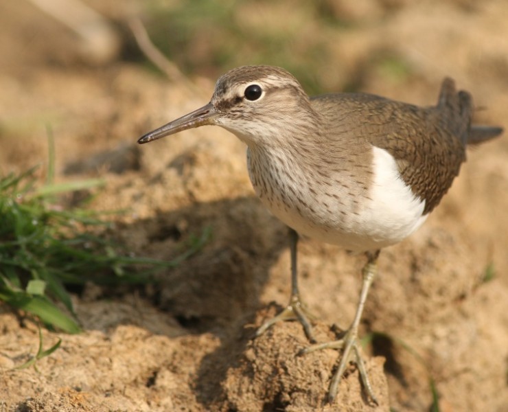 Birding Discovery Day - Wetland And Woodland - Tophill Low Nature Reserve