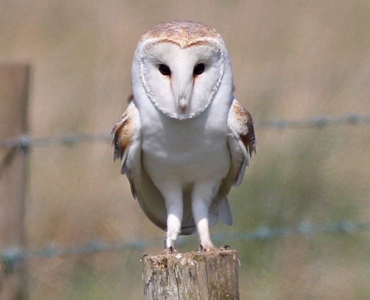 Birding Discovery Day - Wetland And Woodland - Tophill Low Nature Reserve