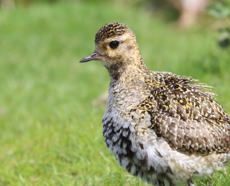 Birding Discovery Day - Upland Waders In Spring