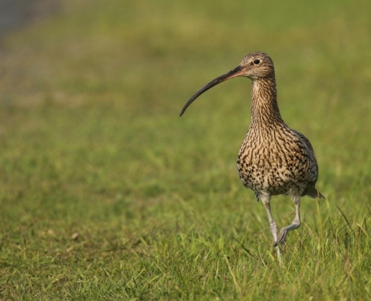 Birding Discovery Day - Upland Waders In Spring