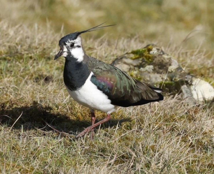 Birding Discovery Day - Upland Waders In Spring