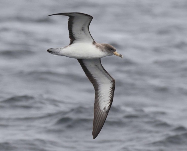 Seabirds And Whales An Irish Adventure 2025