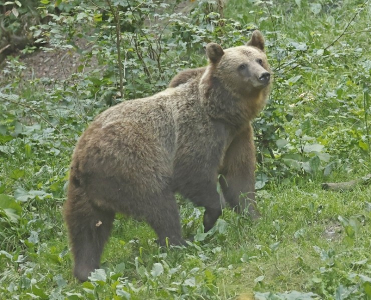 Birding And Bears In Transylvania 2024