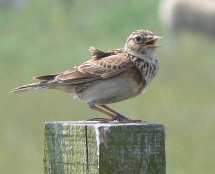 Birdsong For Beginners May 2020
