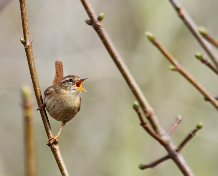 Birdsong For Beginners May 2020