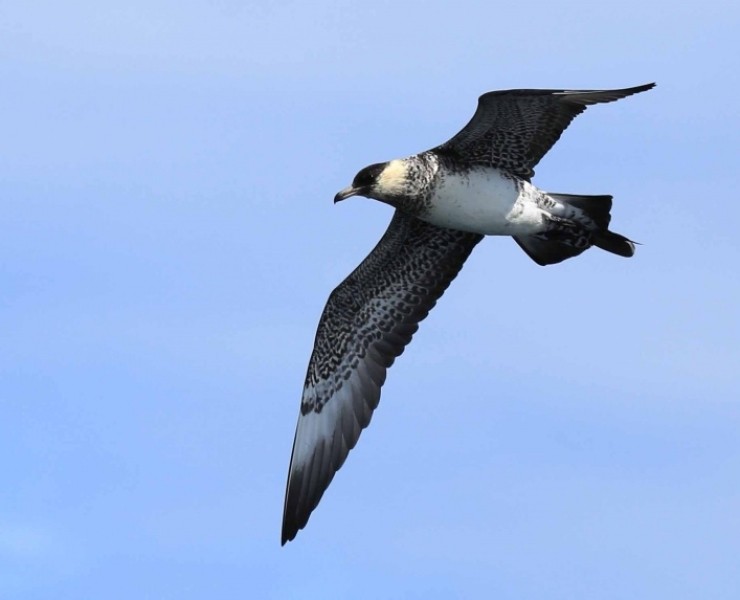Birding Discovery Day - Flamborough Headland Autumn Migration Special 2024