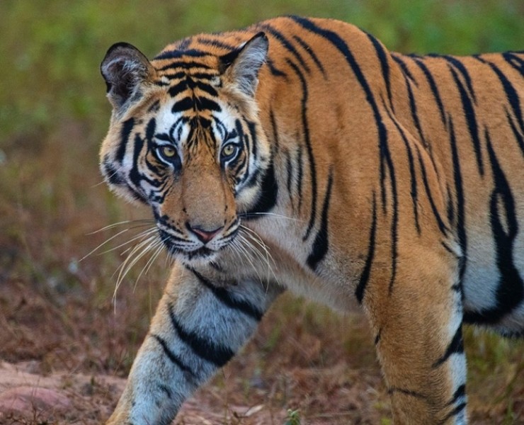 2023 Tigers Of India Photography Tour